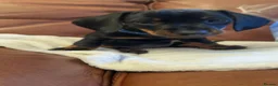 Miniature Dachshund dogs for sale: Miniature dachshund pups - Advert 15