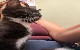 Mixed Breed cats for sale: siamese x siberian tuxedo kittens - Advert 31