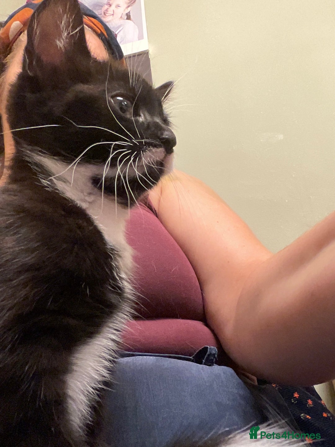 Mixed Breed cats for sale: siamese x siberian tuxedo kittens - Advert 31