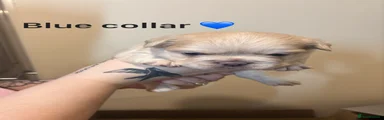 Blue collar 