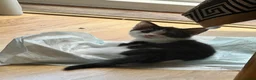 Mixed Breed cats for sale: Kittens looked for new home in Ashford - Advert 9