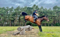 Irish Sports horses for sale: UNCOMPLICATED happy hacker / seasoned hunter  - Image 12