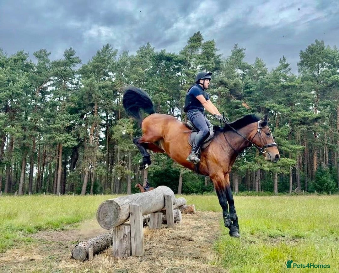 Irish Sports horses for sale: UNCOMPLICATED happy hacker / seasoned hunter  - Image 12