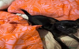 Chihuahua dogs for sale: Stunning absolutely stunning female chihuahua  - Image 9