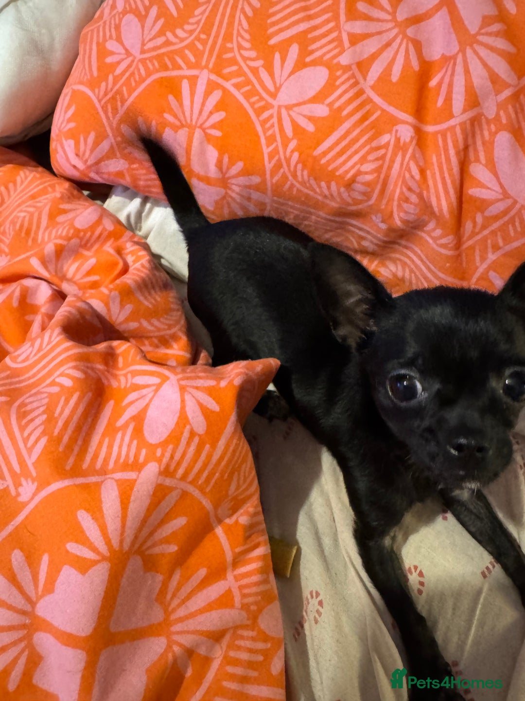 Chihuahua dogs for sale: Stunning absolutely stunning female chihuahua  - Image 9