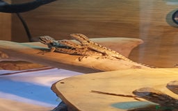 Bearded Dragon reptiles for sale: Baby bearded dragons £45 per baby  - Advert 3