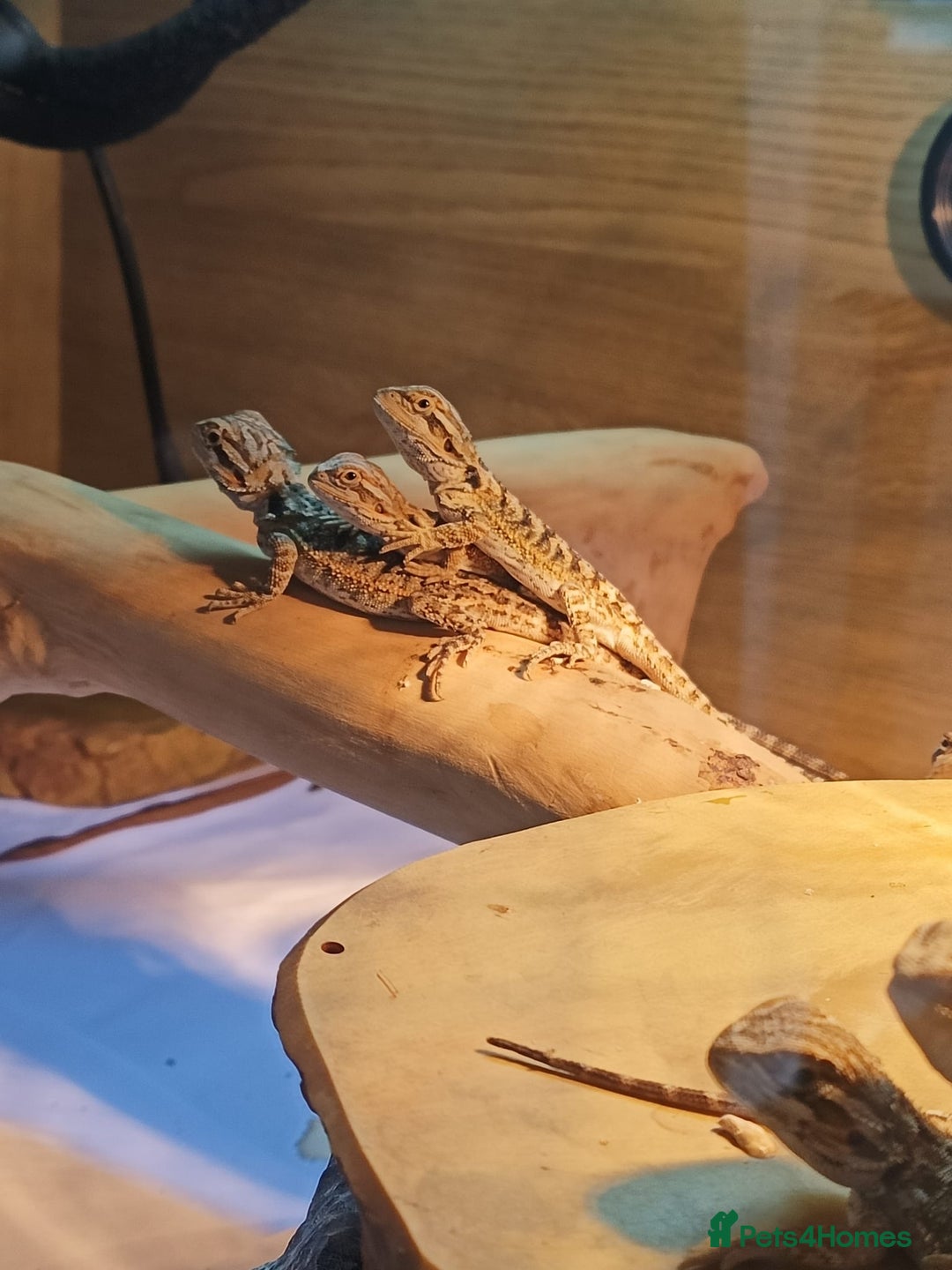 Bearded Dragon reptiles for sale: Baby bearded dragons £45 per baby  - Advert 3