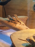 Bearded Dragon reptiles Baby bearded dragons £45 per baby - Advert 3