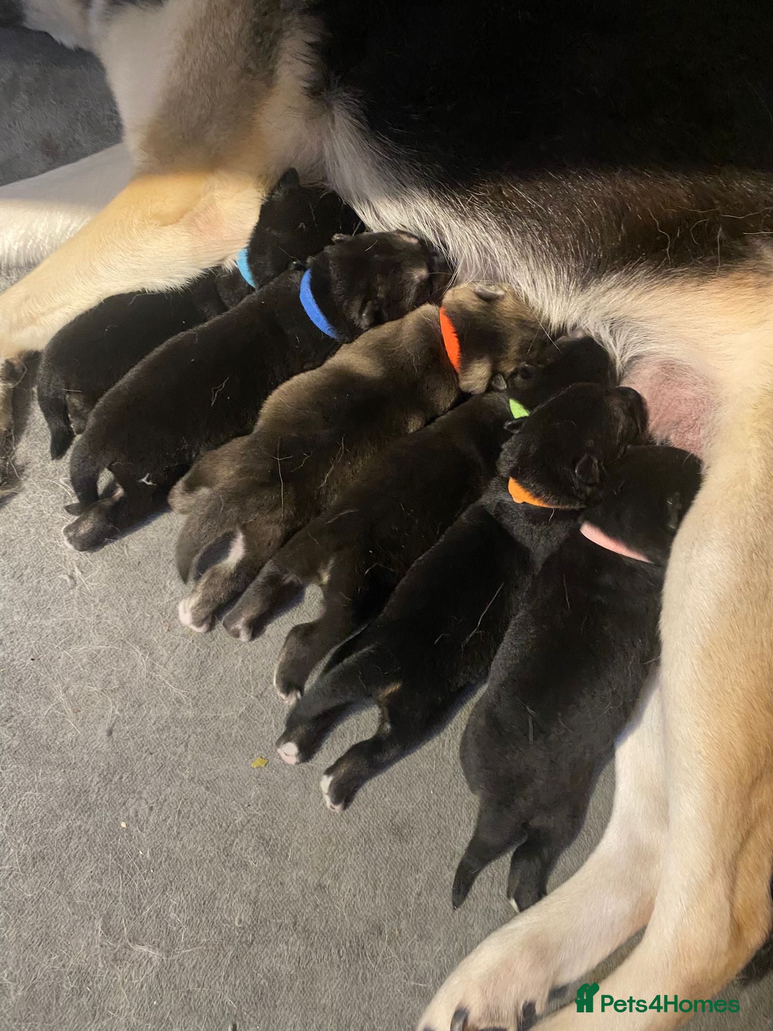 Shepsky dogs Shepsky babies READY NEXT WEEK  - Advert 13