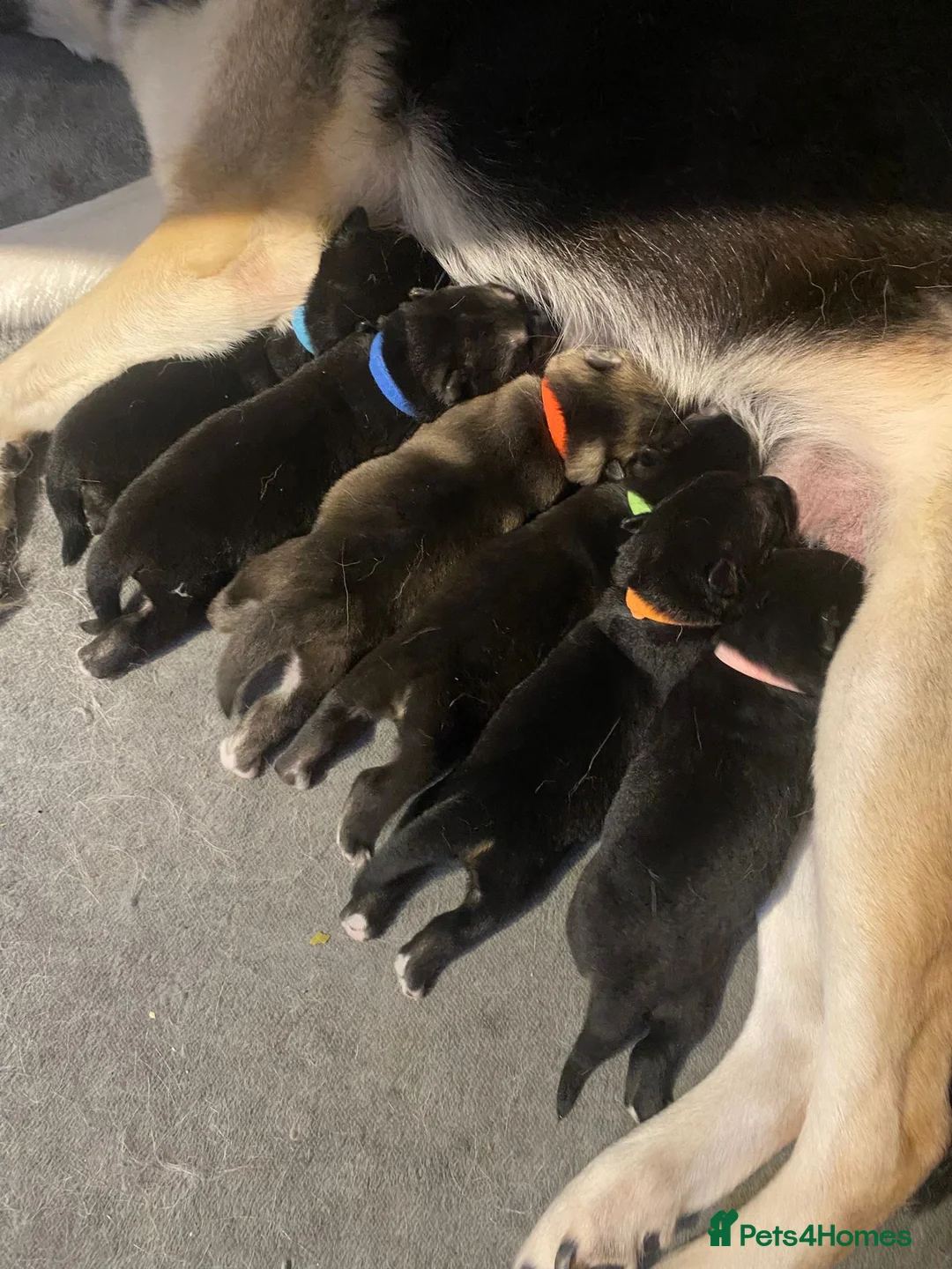 Shepsky dogs for sale: Shepsky babies READY NEXT WEEK  - Advert 1