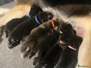 Shepsky dogs Shepsky babies READY NEXT WEEK - Advert 13