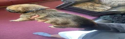 Belgian Shepherd Dog dogs for sale: Stunning Belgian Malinois puppies  - Advert 12