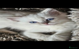 Ragdoll cats for sale: Lilac and blue tica ans Gccf registered ragdolls. - Image 6