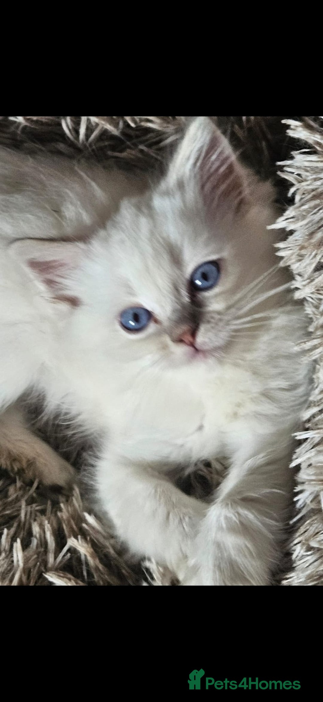 Ragdoll cats for sale: Lilac and blue tica ans Gccf registered ragdolls. - Image 6