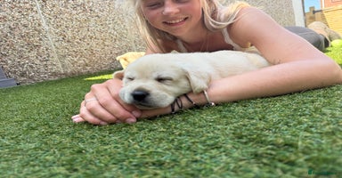 Labrador Retriever dogs - Advert 16
