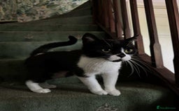 British Shorthair cats for sale: ritish Shorthair Active Breeding Queen (GCCF) - Image 7