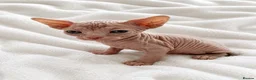 Sphynx cats for sale: GORGEOUS CREAM SPHYNX BOY - TICA - Advert 12