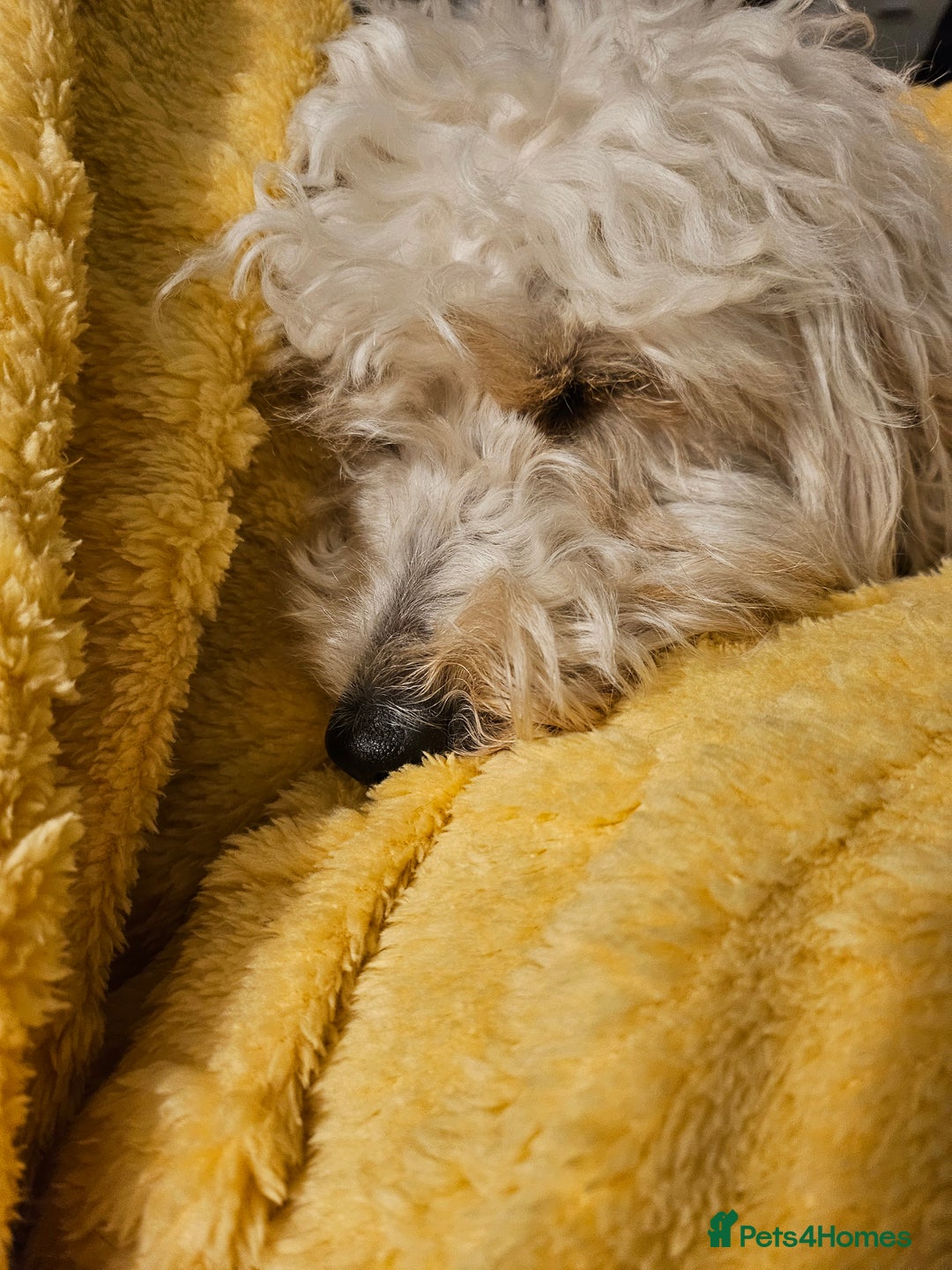 Cockapoo dogs for sale: 3 year old female for sale  - Image 4