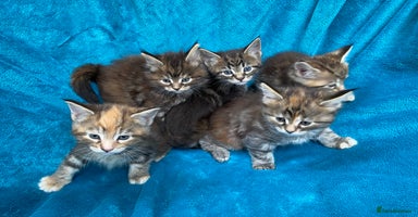 Maine Coon cats - Advert 3