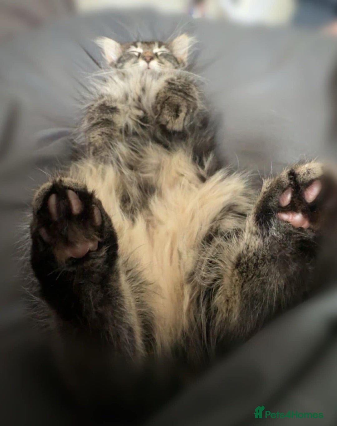 Maine Coon cats for sale: Small female maine coon cross - Advert 3