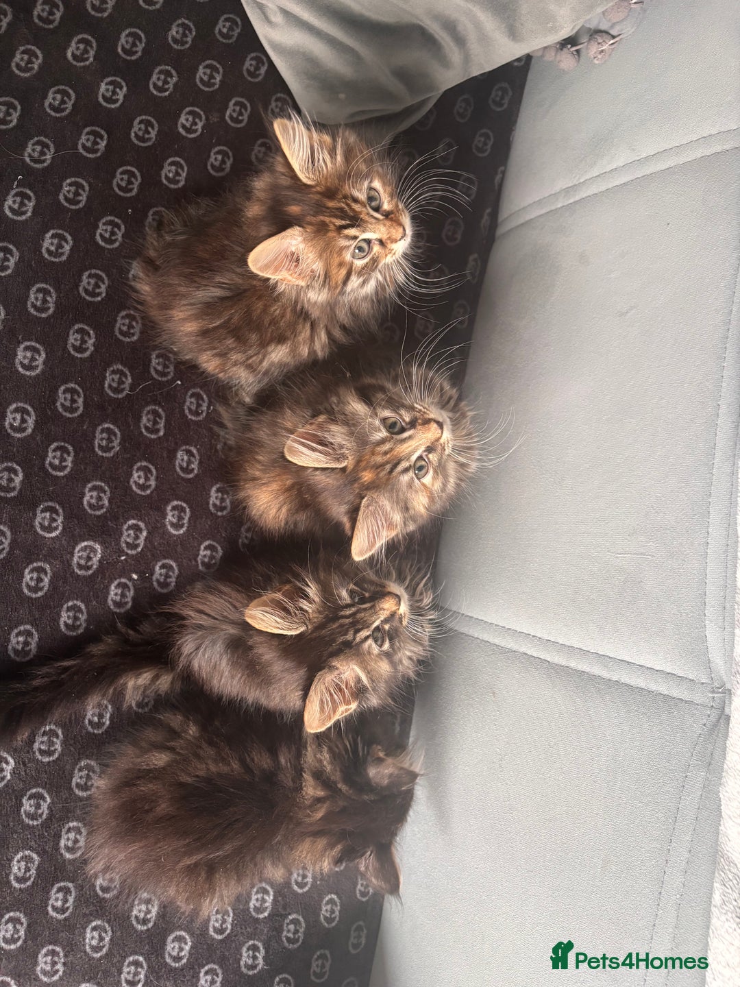 Maine Coon cats for sale: Mixed Main coon kittens available  - Advert 4