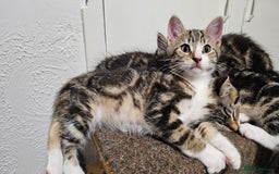 Mixed Breed cats for sale: Stunning maine coon cross kittens - Image 3