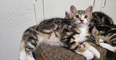 Mixed Breed cats - Advert 3