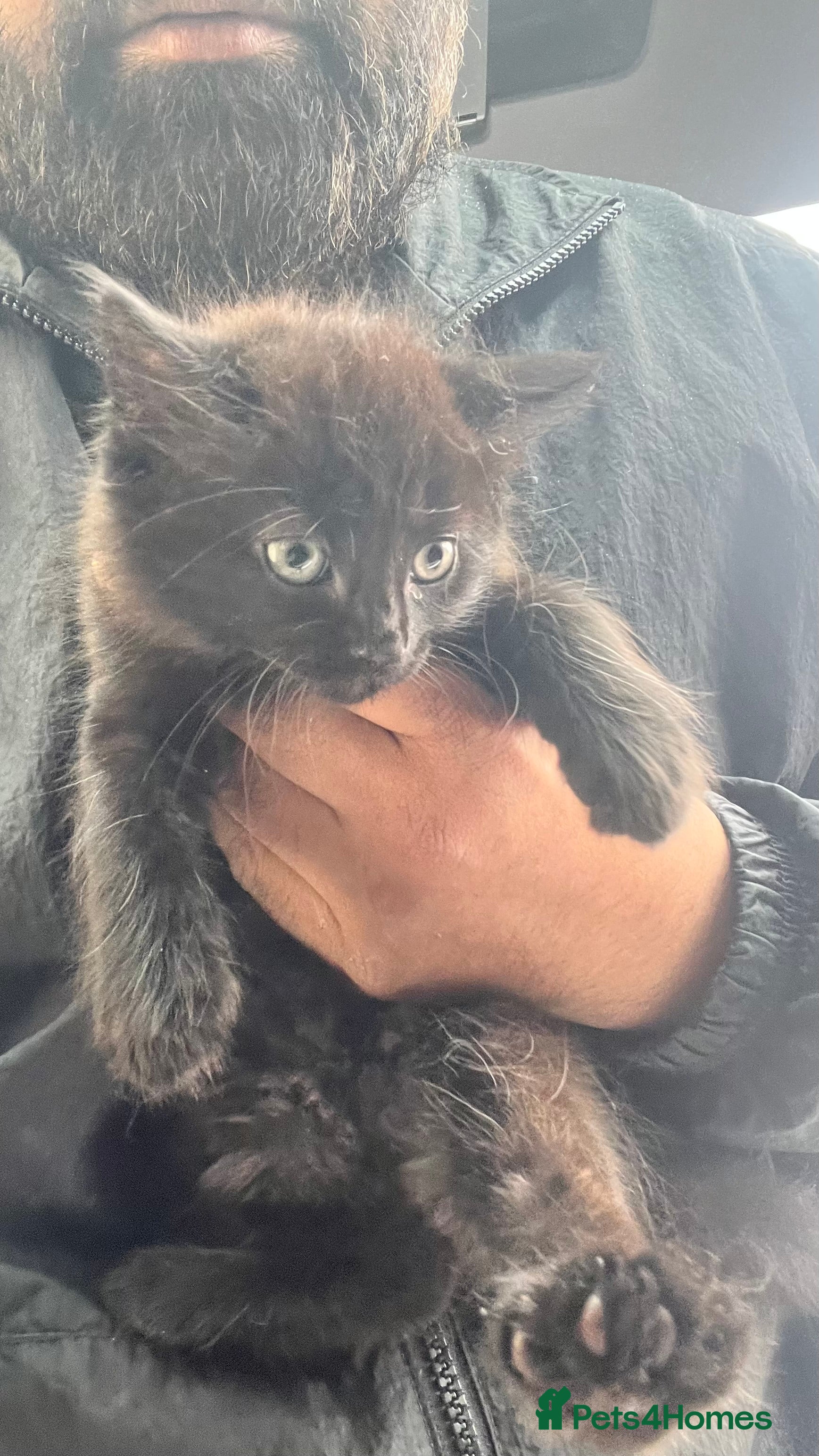 Mixed Breed cats Stunning Maine coon x Bombay kittens ready now  - Advert 14