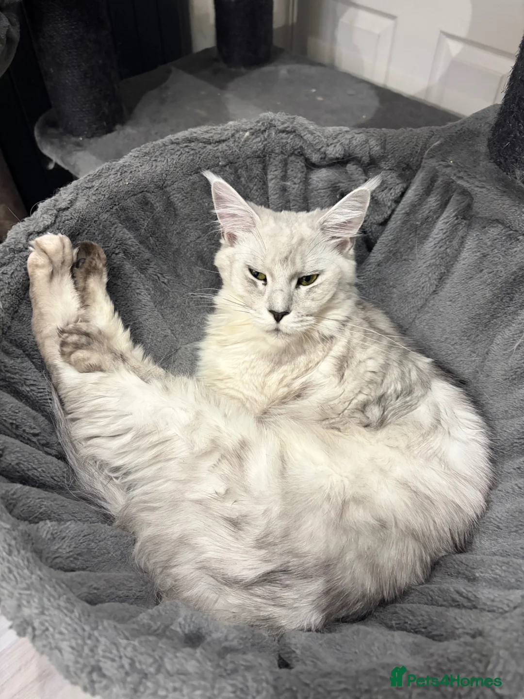 Maine Coon cats for sale: TICA Maine Coon Kittens Exceptional Bloodlines 🐾 - Advert 2