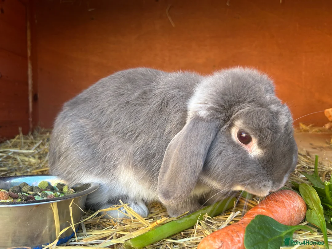 Mini Lop rabbits for sale: Grey mini lop rabbit  - Advert 2