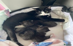 Ragdoll cats for sale: Kittens for sale  - Image 5