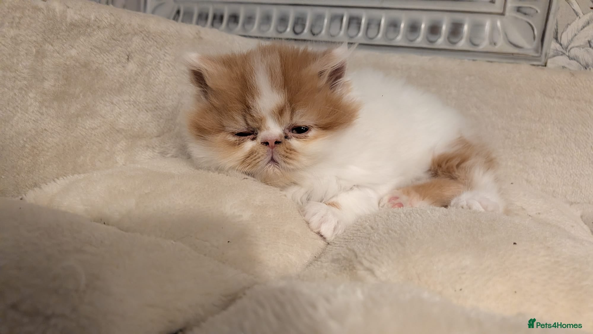 Persian cats Persian babies  - Advert 10