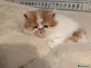 Persian cats Persian babies - Advert 10