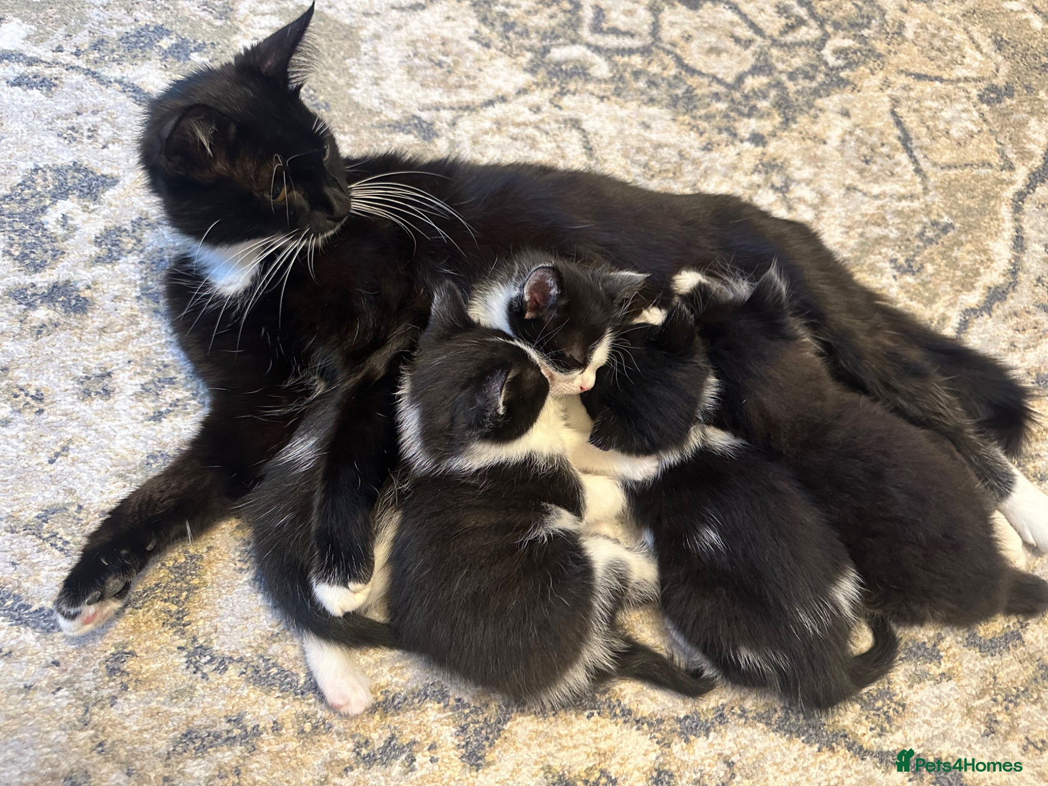 Domestic Shorthair cats Adorable Domestic Short Hair Tuxedo kittens 8weeks - Advert 2