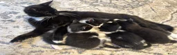 Domestic Shorthair cats for sale: Adorable Domestic Short Hair Tuxedo kittens 8weeks in Harrow - Advert 1