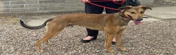 Mixed Breed dogs for adoption: Young Rodger wants a new loving forever home - Advert 1