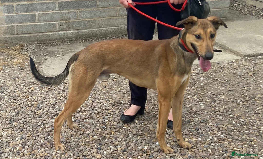 Mixed Breed dogs for adoption: Young Rodger wants a new loving forever home - Advert 1