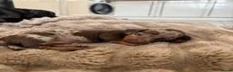 Miniature Dachshund dogs for sale: 2 Miniature Dachshunds for sale  in Hull - Advert 8