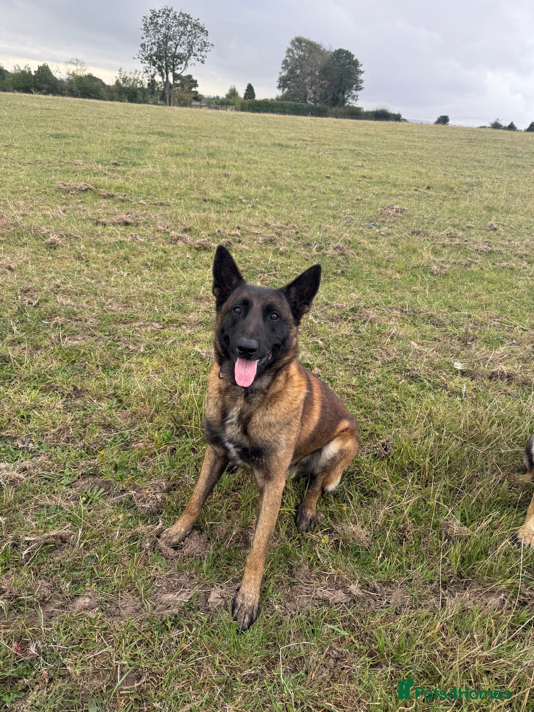 Mixed Breed dogs for sale: Labrador X Belgian Shepherd Belgiador  - Image 9