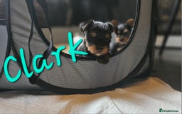 Yorkshire Terrier dogs for sale: miniature toy yorkie pups - Image 22