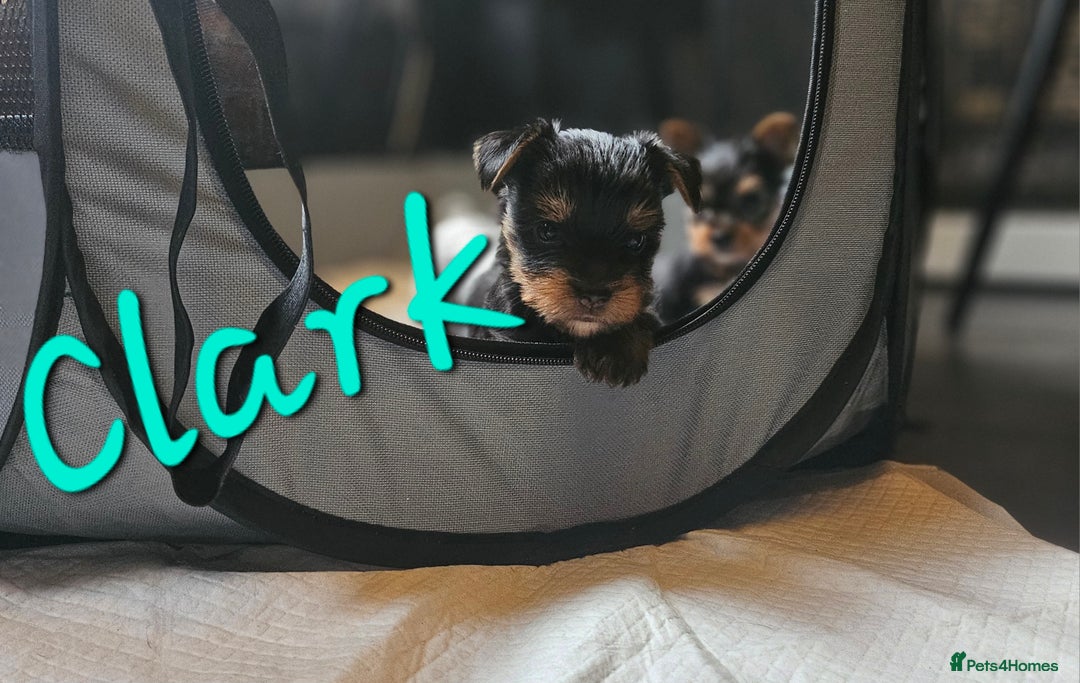 Yorkshire Terrier dogs for sale: miniature toy yorkie pups - Image 22