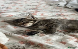 Mixed Breed cats for sale: British shorthair X British shorthair x Tabby - Image 6