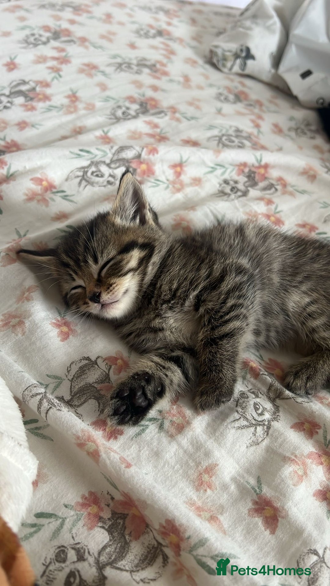 Mixed Breed cats for sale: British shorthair X British shorthair x Tabby - Image 6