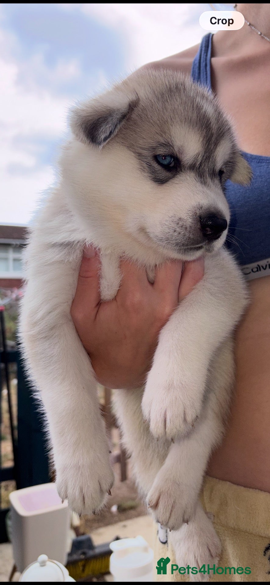 Utonagan dogs 7 stunning husky/malamute puppies - Advert 1