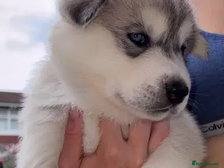 Utonagan dogs 7 stunning husky/malamute puppies - Advert 3