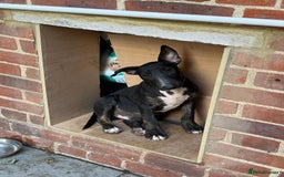 English Bull Terrier dogs for sale: BLACK ENGLISH BULL TERRIER 4 months old  - Image 1