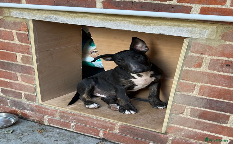 English Bull Terrier dogs - Advert 12