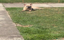 French Bulldog dogs for sale: Fawn French bulldog  - Image 2