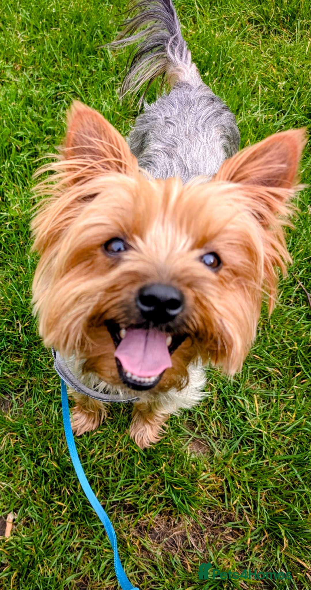 Yorkshire Terrier dogs Looking for a New Girl - Advert 4