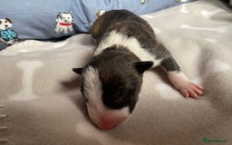 English Bull Terrier dogs for sale: English bull terrier puppy’s  - Image 30